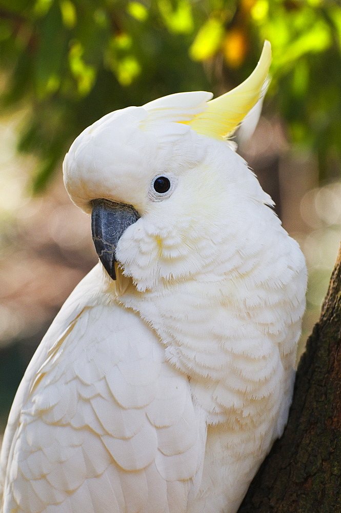 Sulphur-crested cockatoo, Dandenong Ranges, Victoria, Australia, Pacific