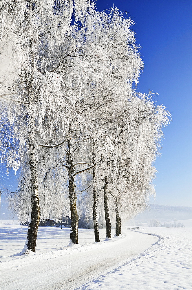 Birch trees with hoarfrost, near Villingen-Schwenningen, Black Forest-Baar (Schwarzwald-Baar) district, Baden-Wurttemberg, Germany, Europe