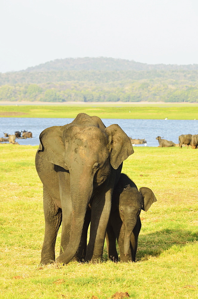 Sri Lankan elephant (Elephas maximus maximus), Minneriya National Park, Sri Lanka, Asia