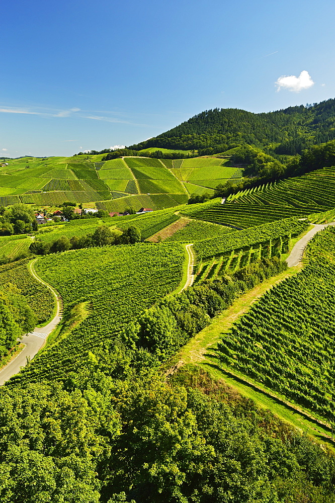 Vineyards, Ortenberg, Ortenau, Baden-Wurttemberg, Germany, Europe