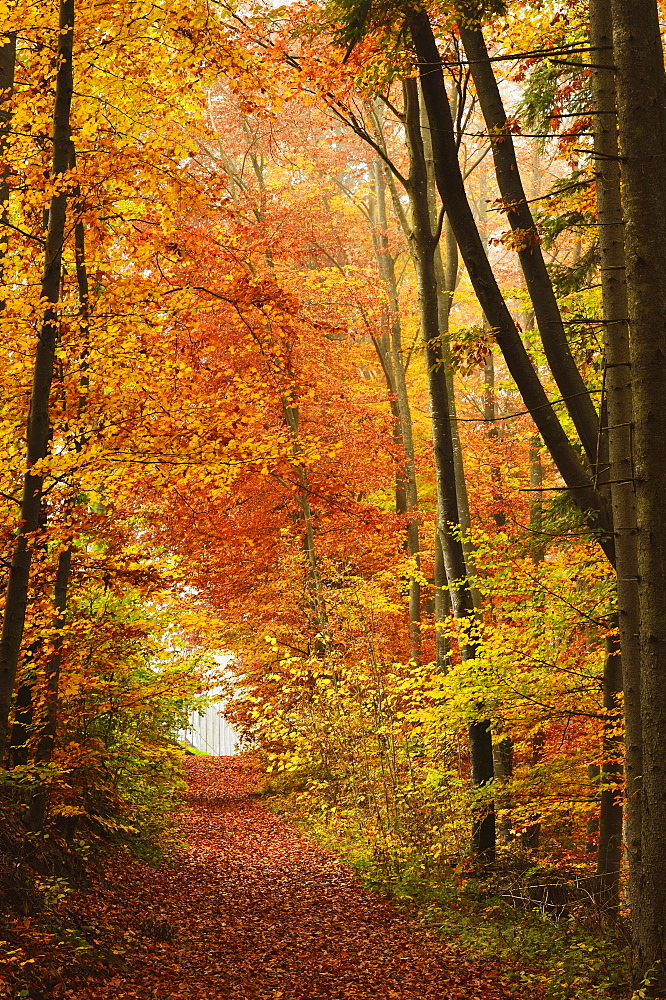 Autumn forest in the Neckar valley, near Villingen-Schwenningen, Baden-Wurttemberg, Germany, Europe