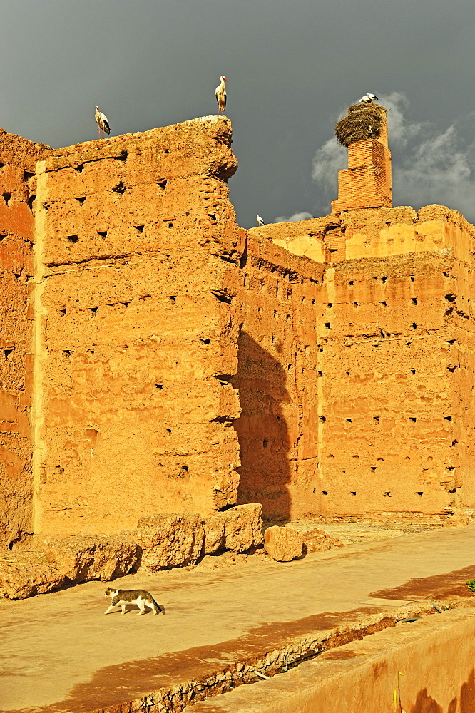 White storks, Palais Badi (El Badi Palace), Medina, Marrakesh, Morocco, North Africa, Africa