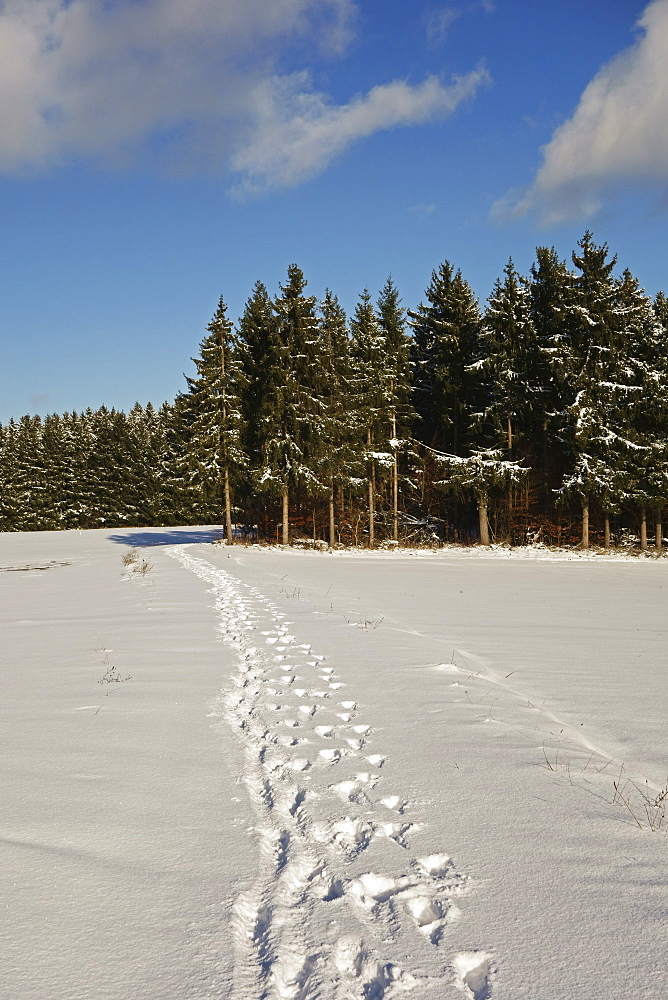 Black Forest in winter, near Villingen-Schwenningen, Baden-Wurttemberg, Germany, Europe