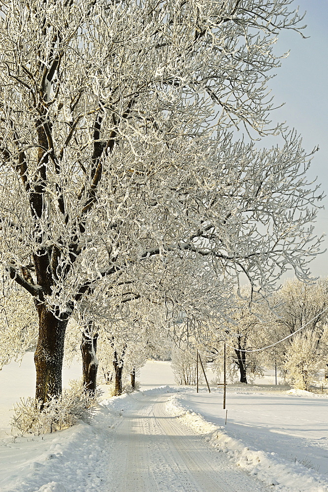 Beech trees with hoar frost, near Villingen-Schwenningen, Schwarzwald-Baar, Baden-Wurttemberg, Germany, Europe