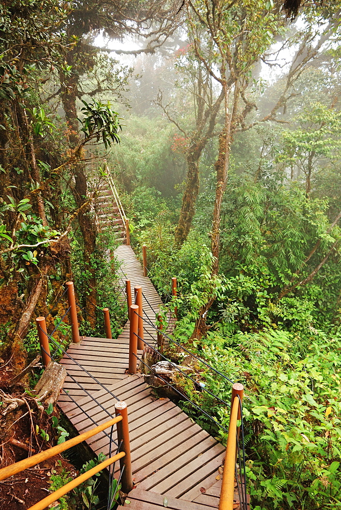 The Mossy Forest, Gunung Brinchang, Cameron Highlands, Pahang, Malaysia, Southeast Asia, Asia