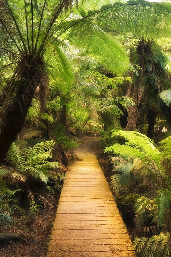 Boardwalk through rainforest, Maits Rest, Great Otway National Park, Victoria, Australia, Pacific