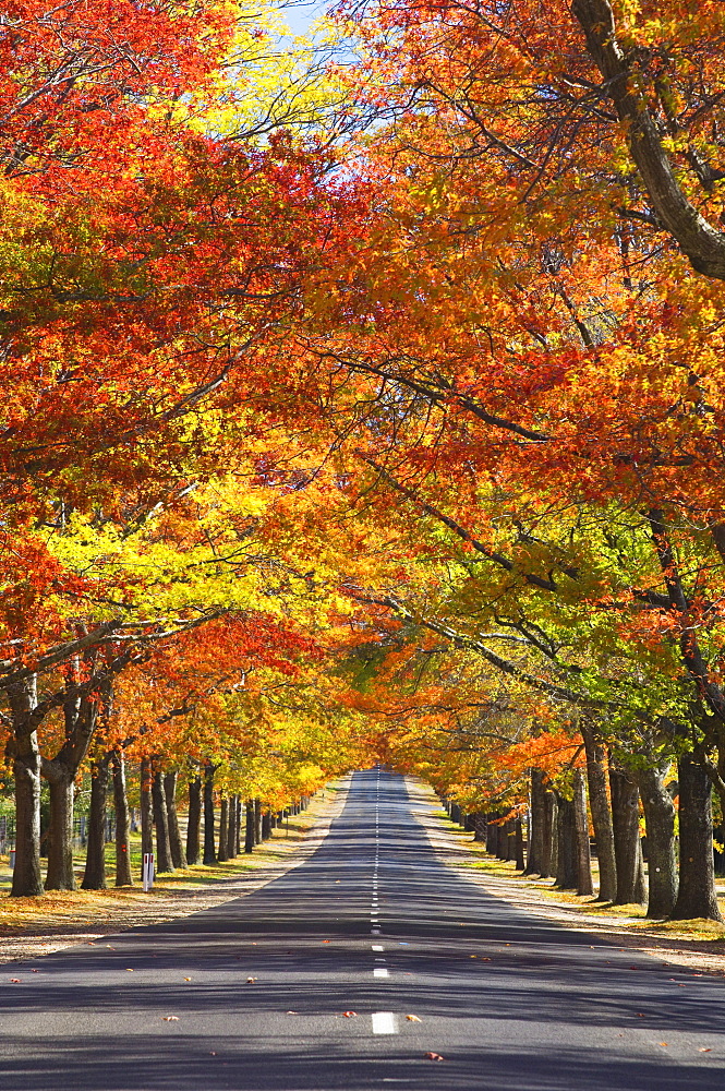 Memorial Avenue in autumn, Mount Macedon, Victoria, Australia, Pacific