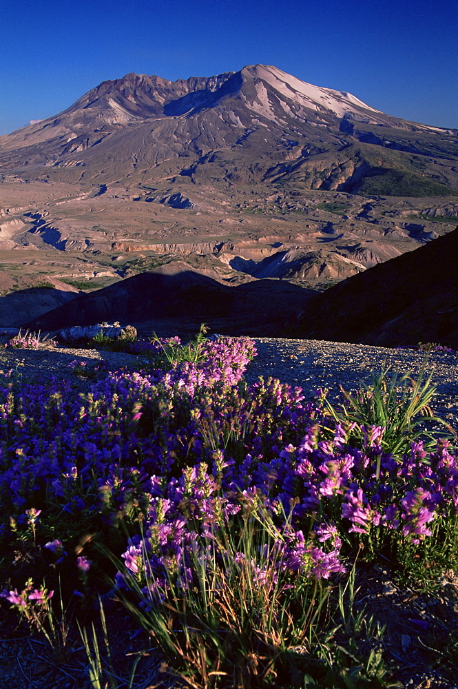 Penstemon flowers, Mount St. Helens, Mount St. Helens National Volcanic Monument, Washington state, United States of America, North America