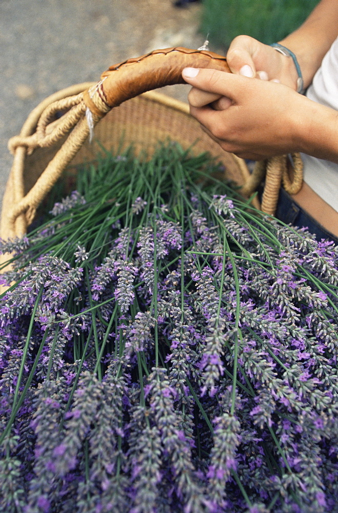 Lavender harvest, Vashon, Washington state, United States of America, North America