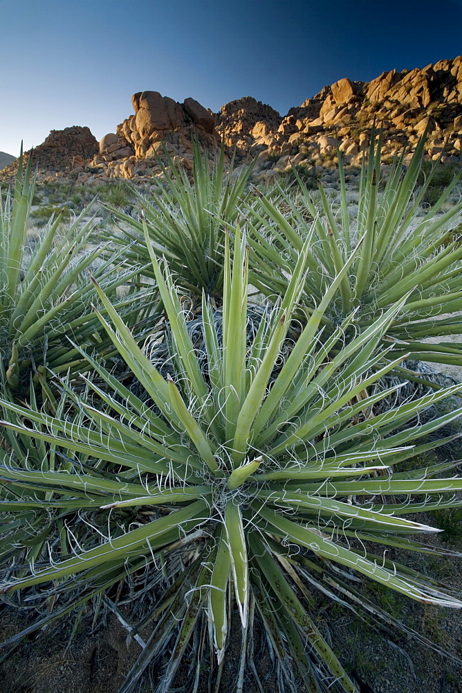 Yucca plant, Joshua Tree National Park, California, United States of America, North America