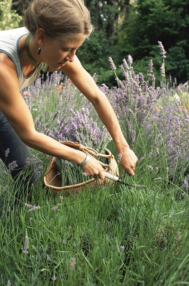 Lavender harvest, Vashon, Washington state, United States of America, North America