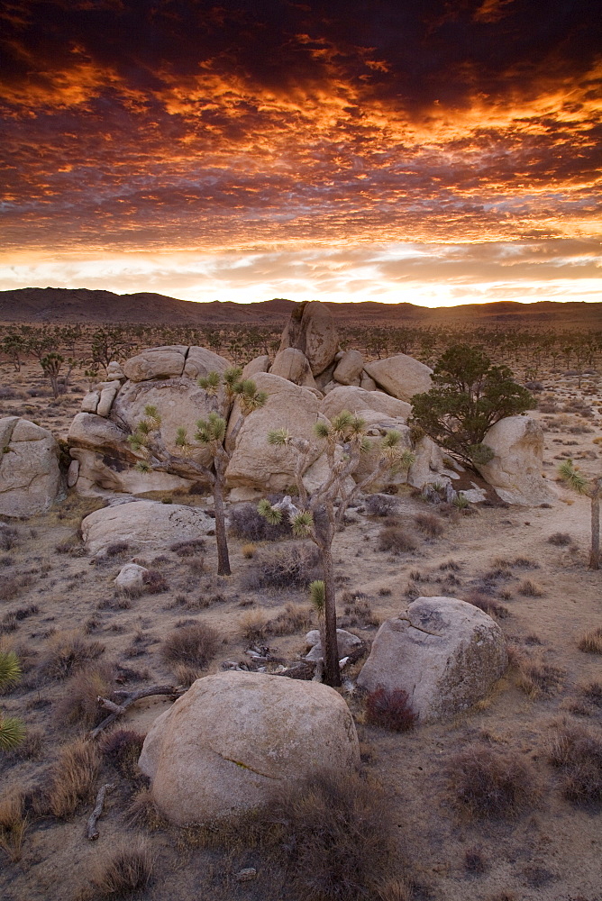 Landscape, Joshua Tree National Park, California, United States of America, North America