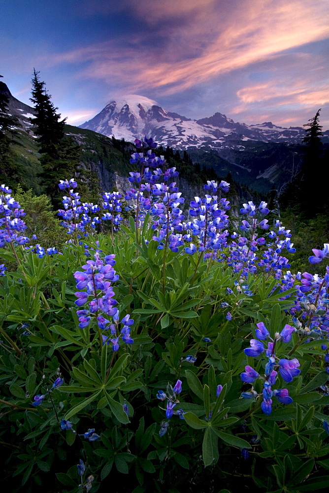 Landscape, Mount Rainier National Park, Washington State, United States of America, North America