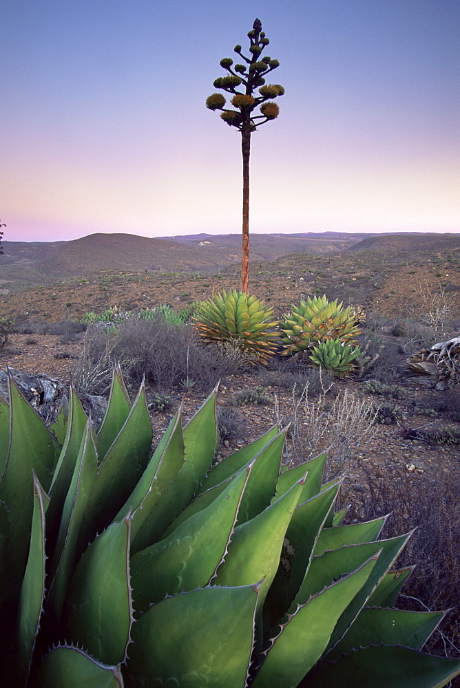 Landscape and century plant, Baja, Mexico, North America