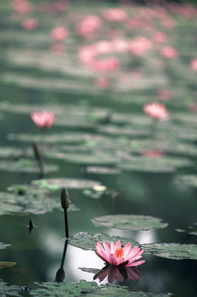 Lotus flower, Luang Prabang, Laos, Indochina, Southeast Asia, Asia