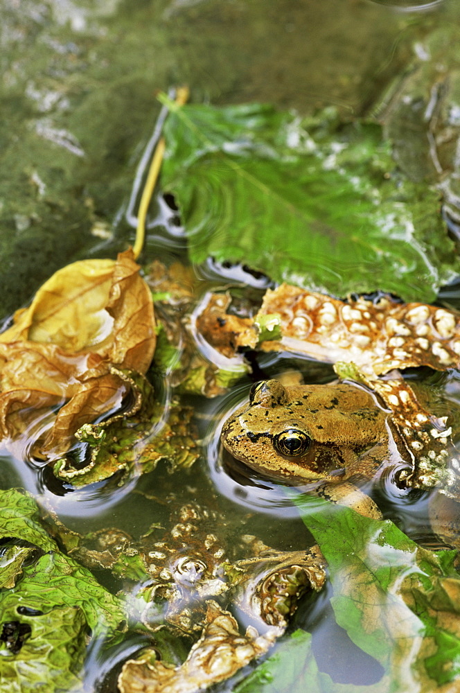 Red-legged frog (Rana aurora), Olympic National Park, Washington state, United States of America, North America