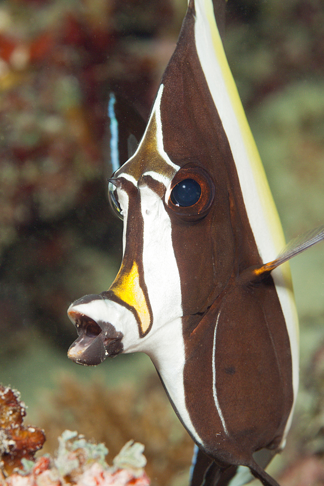 Portrait of Moorish Idol, Zanclus cornutus, Thaa Atoll, Maldives