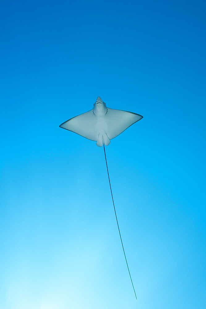 Eagle Ray, Aetobatus narinari, South Male Atoll, Maldives