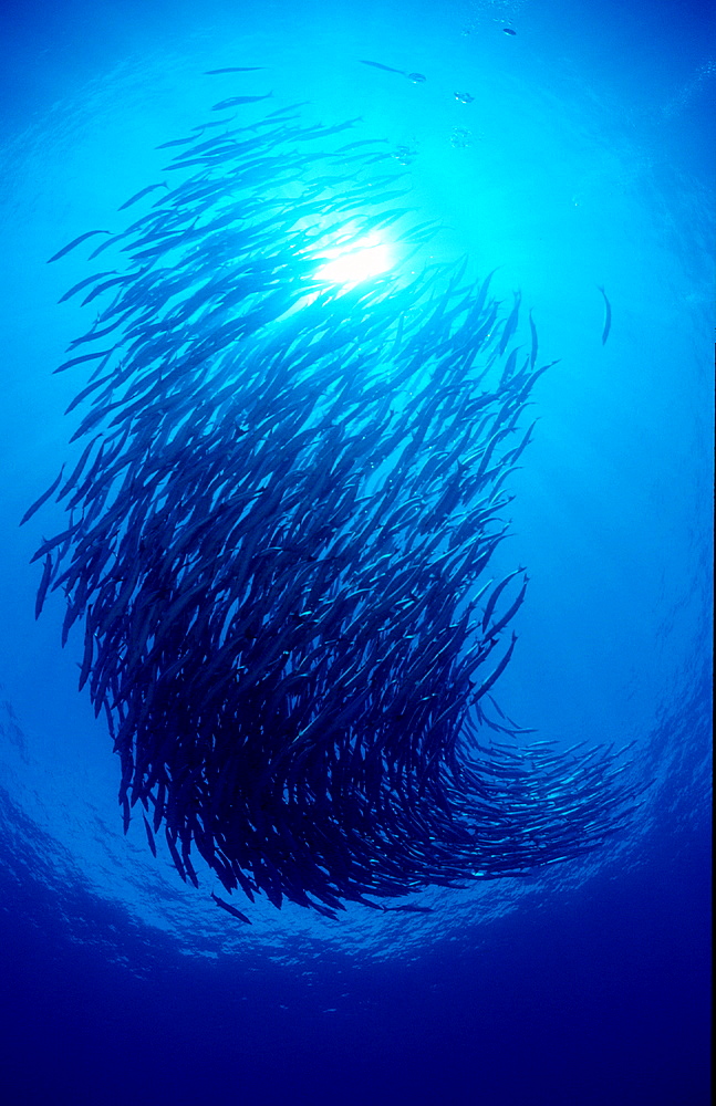 Blackfin barracuda, Sphyraena qenie, Papua New Guinea, Pacific ocean