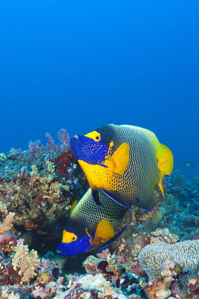 Yellowmask Angelfish, Pomacanthus xanthometopon, South Male Atoll, Maldives