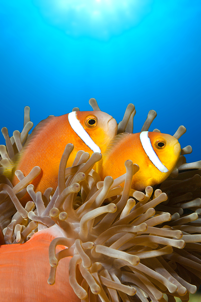 Maldives Anemonefish, Amphiprion nigripes, South Male Atoll, Maldives