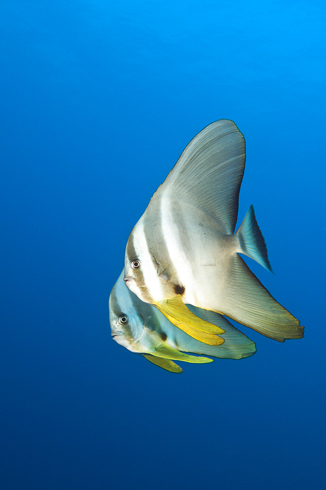 Longfin Batfishes, Platax teira, North Male Atoll, Maldives