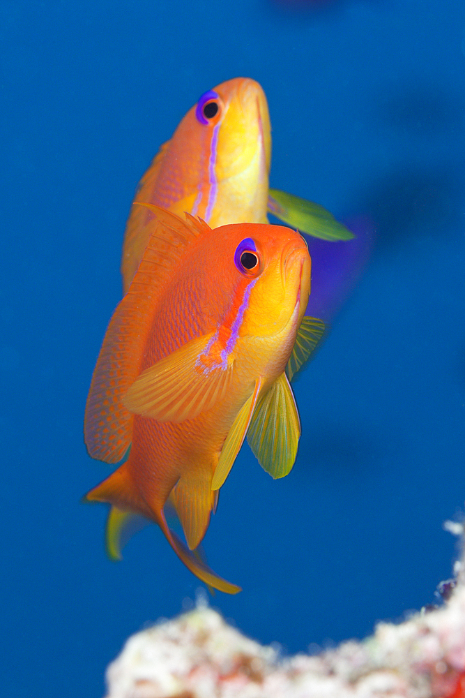 Lyretail Anthias, Pseudanthias squamipinnis, Felidhu Atoll, Maldives