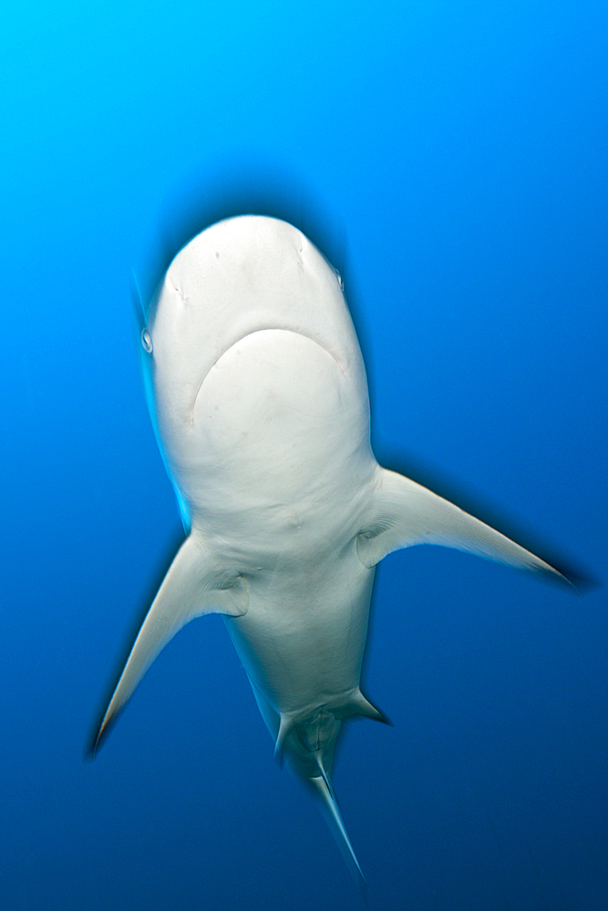 Grey Reef Shark, Carcharhinus amblyrhynchos, North Male Atoll, Maldives