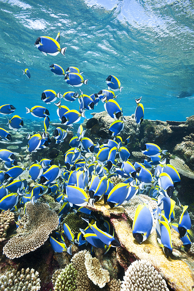 Shoal of Powder Blue Tang, Acanthurus leucosternon, Thaa Atoll, Maldives