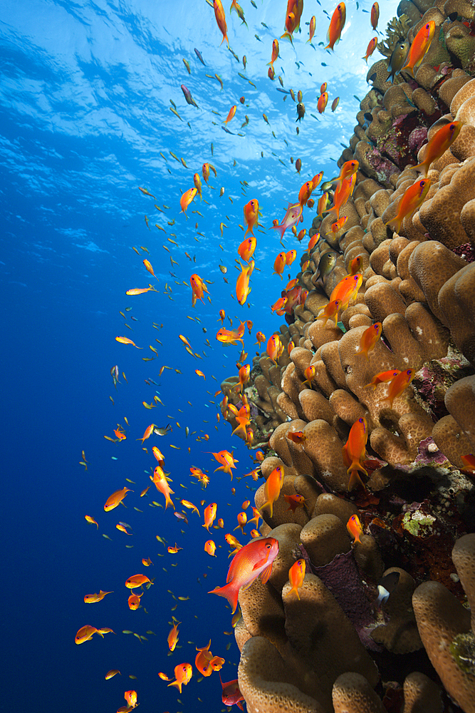 Lyretail Anthias over Reef, Pseudanthias squamipinnis, Rocky Island, Red Sea, Egypt