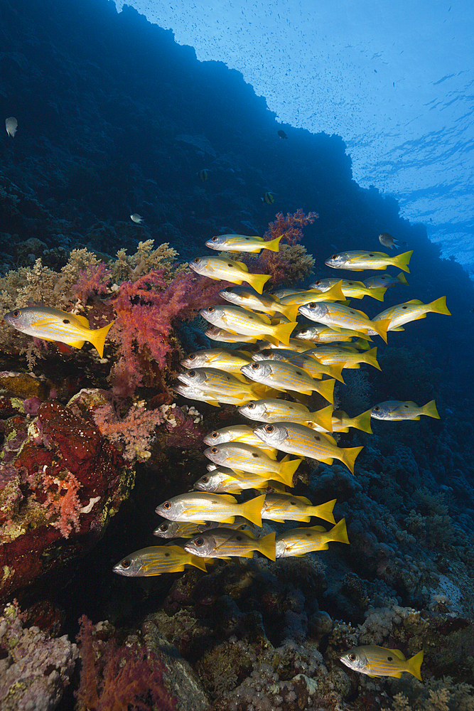 Shoal of Ehrensberg Snapper, Lutjanus ehrenbergi, St. Johns, Red Sea, Egypt