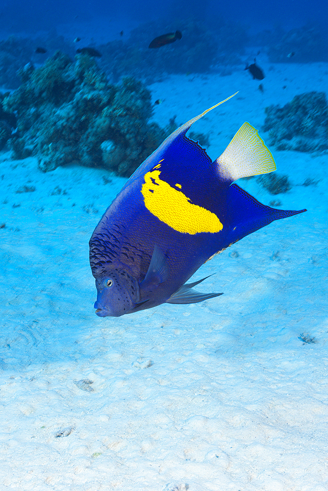 Yellowbar Angelfish, Pomacanthus maculosus, St. Johns, Red Sea, Egypt