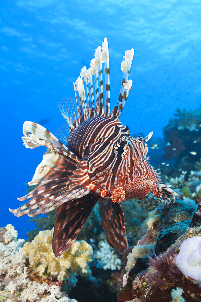 Lionfish over Coral Reef, Pterois miles, Shaab Maksur, Red Sea, Egypt