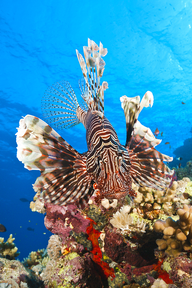 Lionfish over Coral Reef, Pterois miles, Shaab Maksur, Red Sea, Egypt