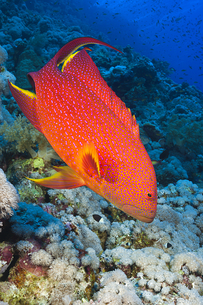 Lyretail Grouper, Variola louti, Elphinstone, Red Sea, Egypt