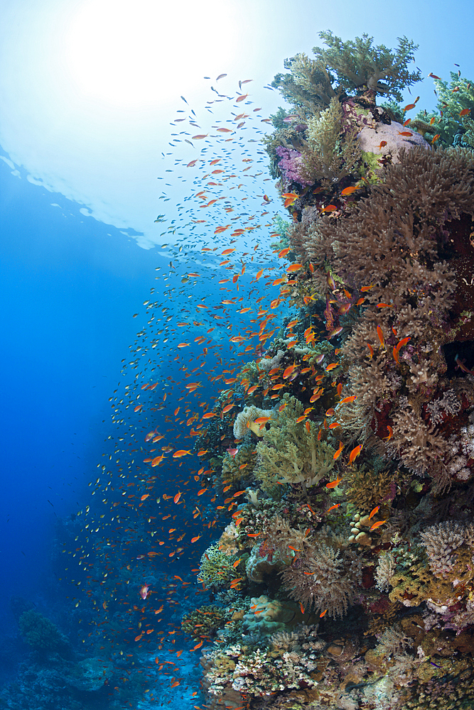 Lyretail Anthias over Reef, Pseudanthias squamipinnis, St. Johns, Red Sea, Egypt