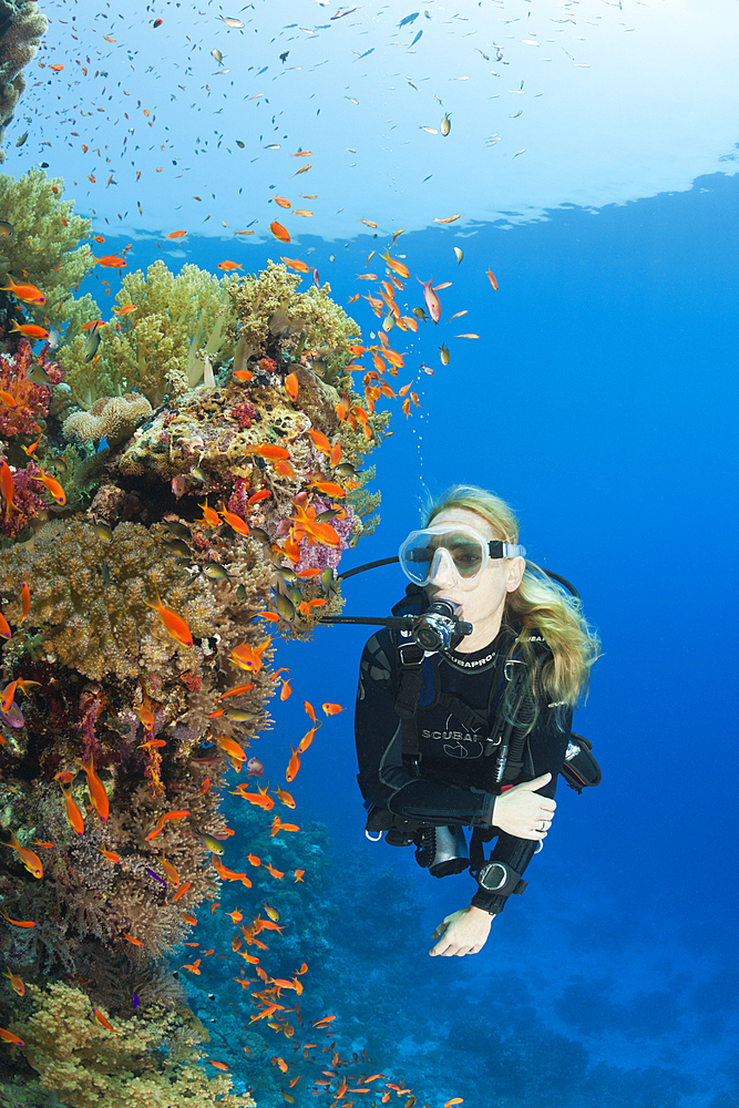 Scuba Diving in Red Sea, St. Johns, Red Sea, Egypt