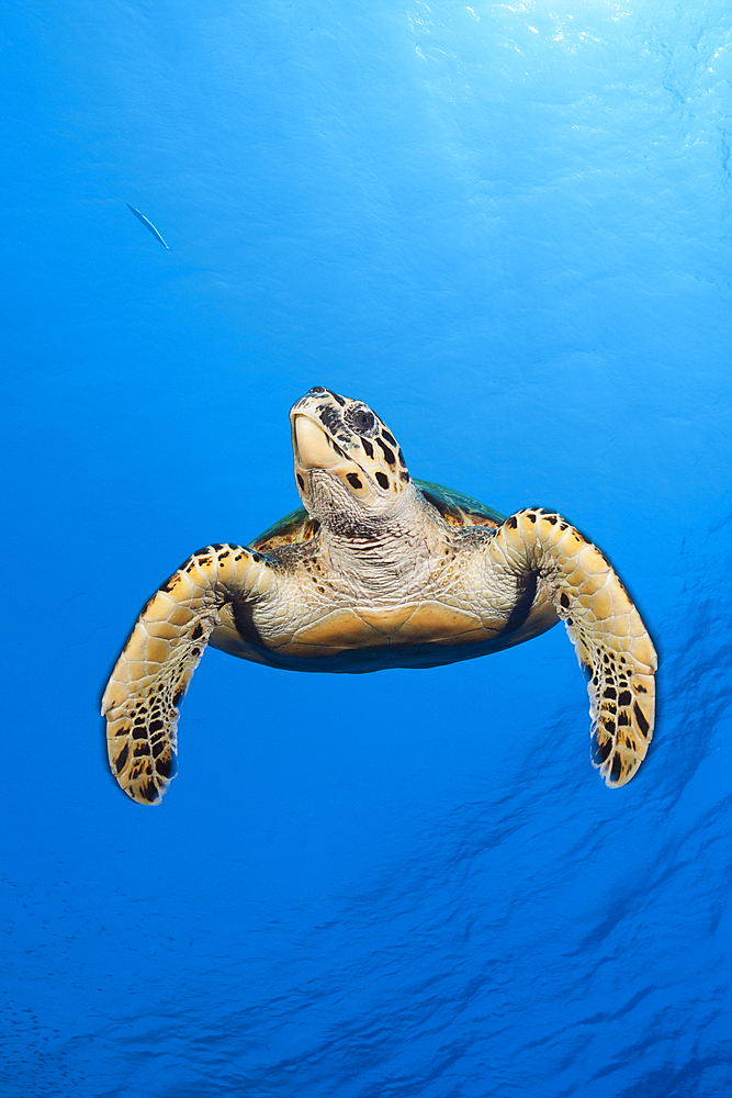 Hawksbill Sea Turtle, Eretmochelys imbricata, Elphinstone, Red Sea, Egypt