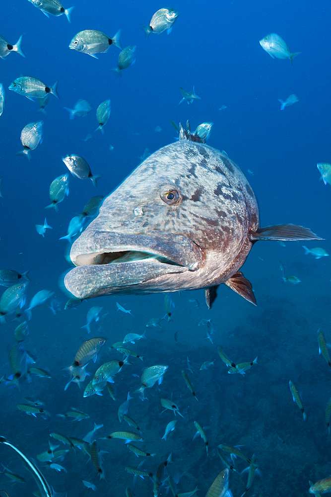 Potato Grouper, Epinephelus tukula, Aliwal Shoal, Indian Ocean, South Africa