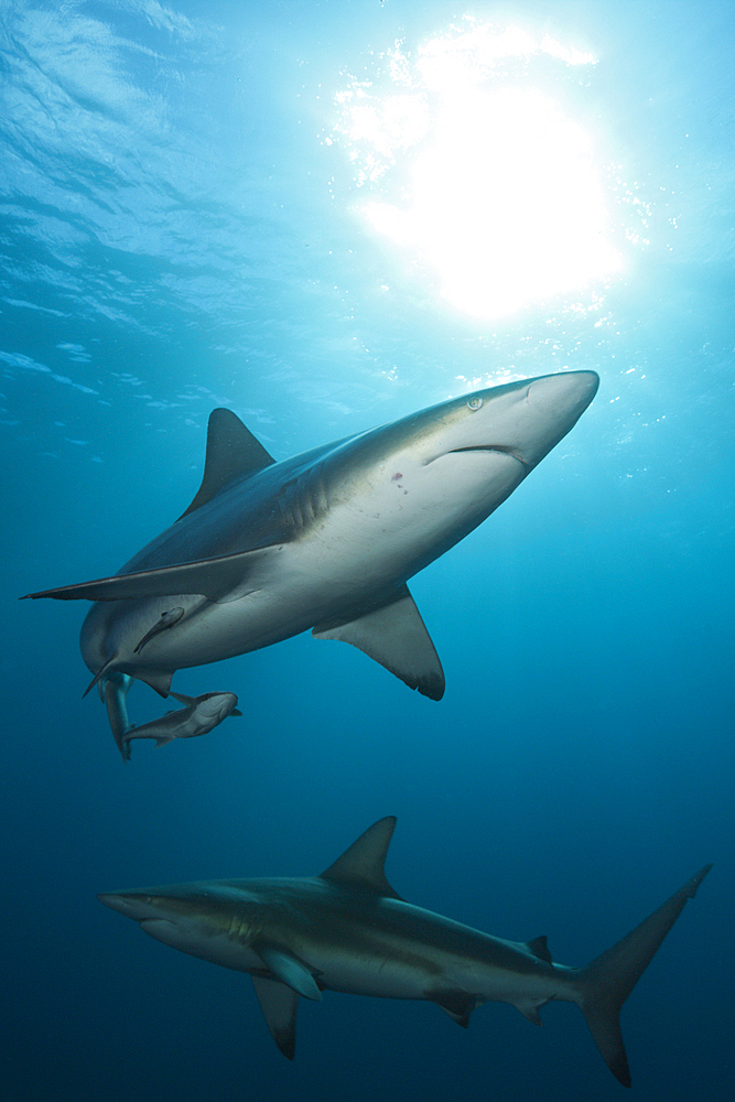 Blacktip Shark, Carcharhinus limbatus, Aliwal Shoal, Indian Ocean, South Africa