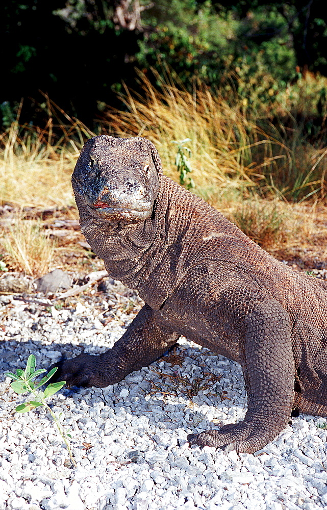 Komodo dragon in natural environment, Varanus komodoensis, Indonesia, Indian Ocean, Komodo National Park