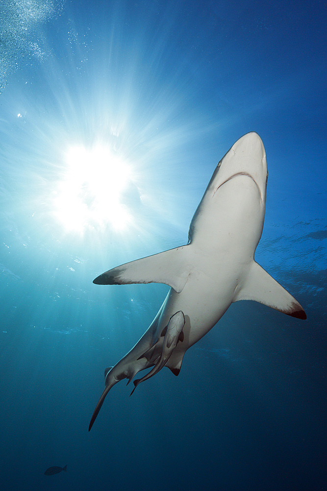 Blacktip Shark, Carcharhinus limbatus, Aliwal Shoal, Indian Ocean, South Africa