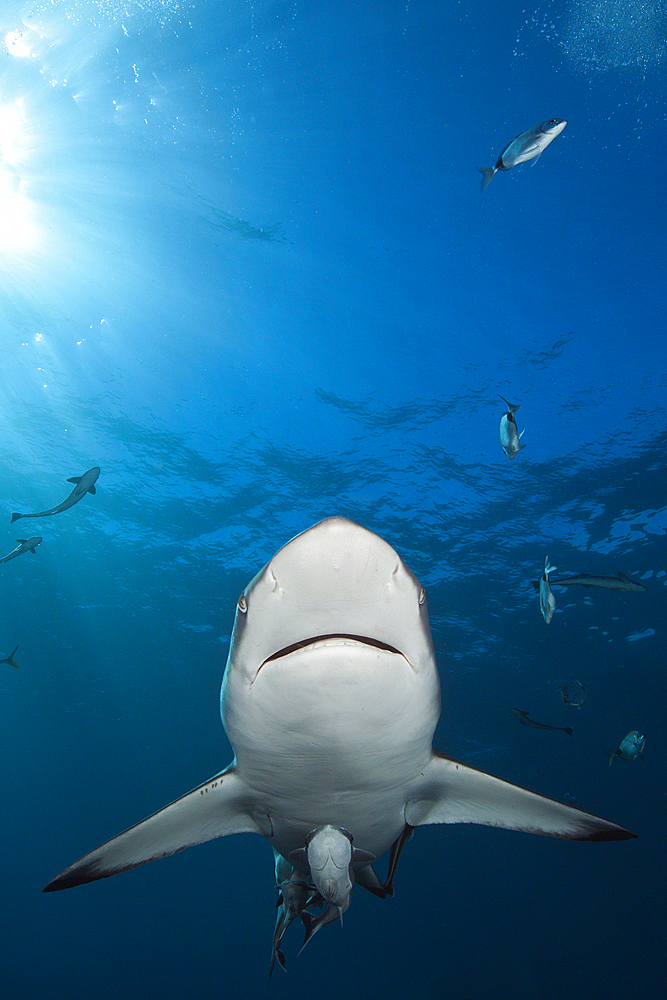 Blacktip Shark, Carcharhinus limbatus, Aliwal Shoal, Indian Ocean, South Africa