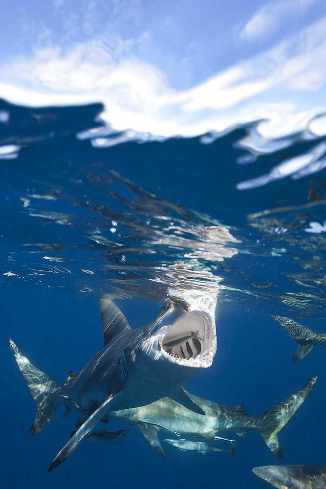 Blacktip Sharks, Carcharhinus limbatus, Aliwal Shoal, Indian Ocean, South Africa