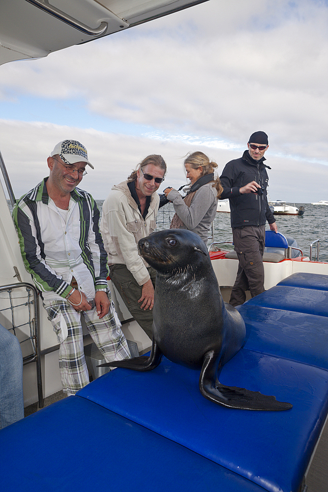 Tourists watching Cape Fur Seals, Arctocephalus pusillus, Walvis Bay, Namibia