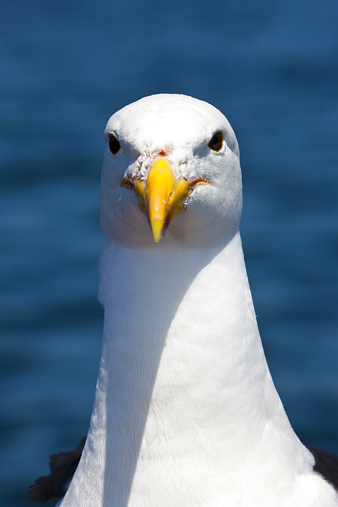 Head of Kelp Gull, Larus dominicanus, Walvis Bay, Namibia