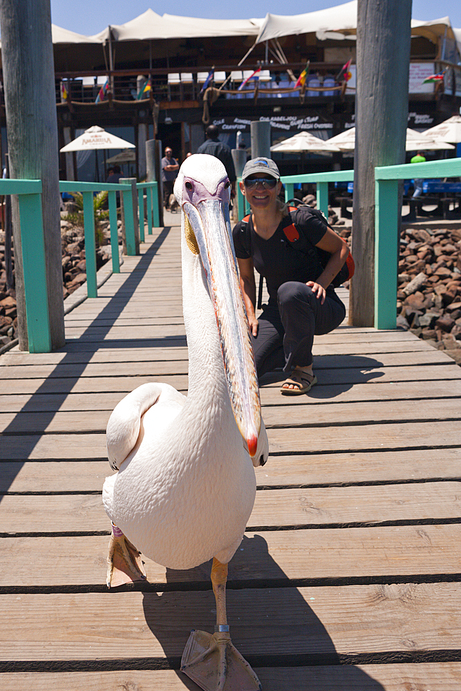 Great White Pelican, Pelecanus onocrotalus, Walvis Bay, Namibia