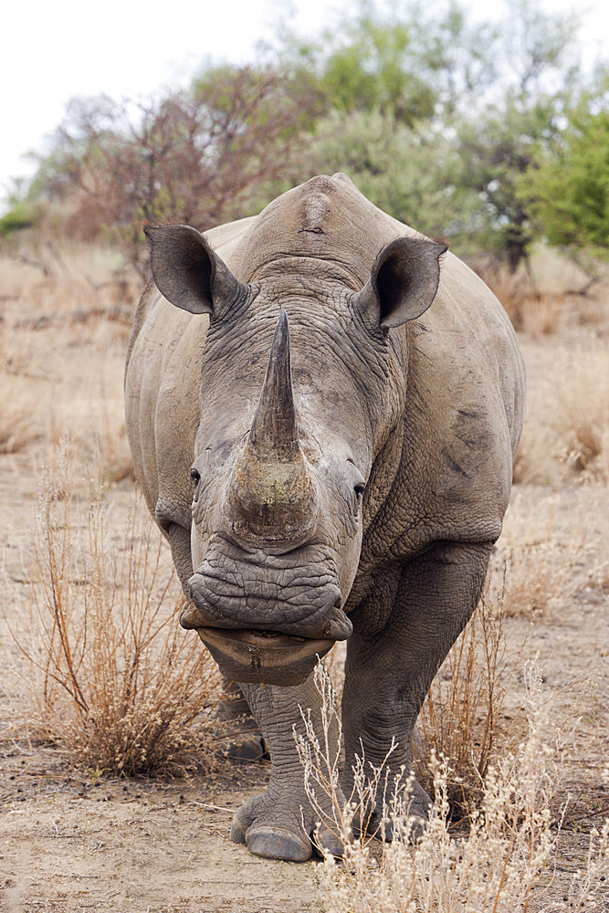 White Rhinoceros, Cerathotherium simum, Namibia