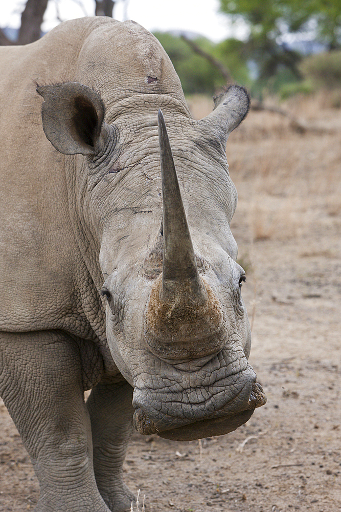 White Rhinoceros, Cerathotherium simum, Namibia