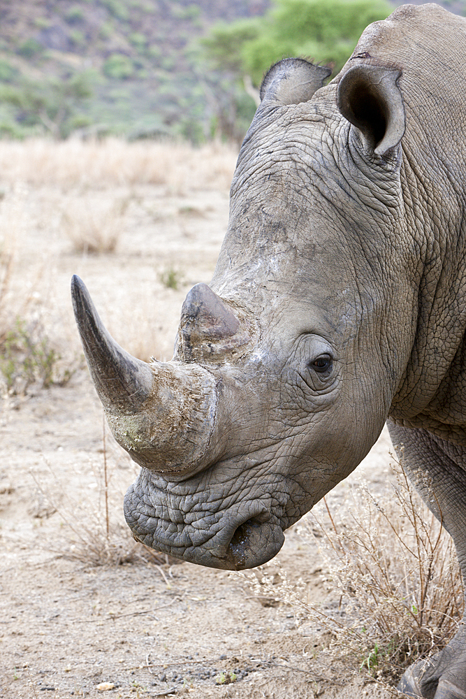 White Rhinoceros, Cerathotherium simum, Namibia